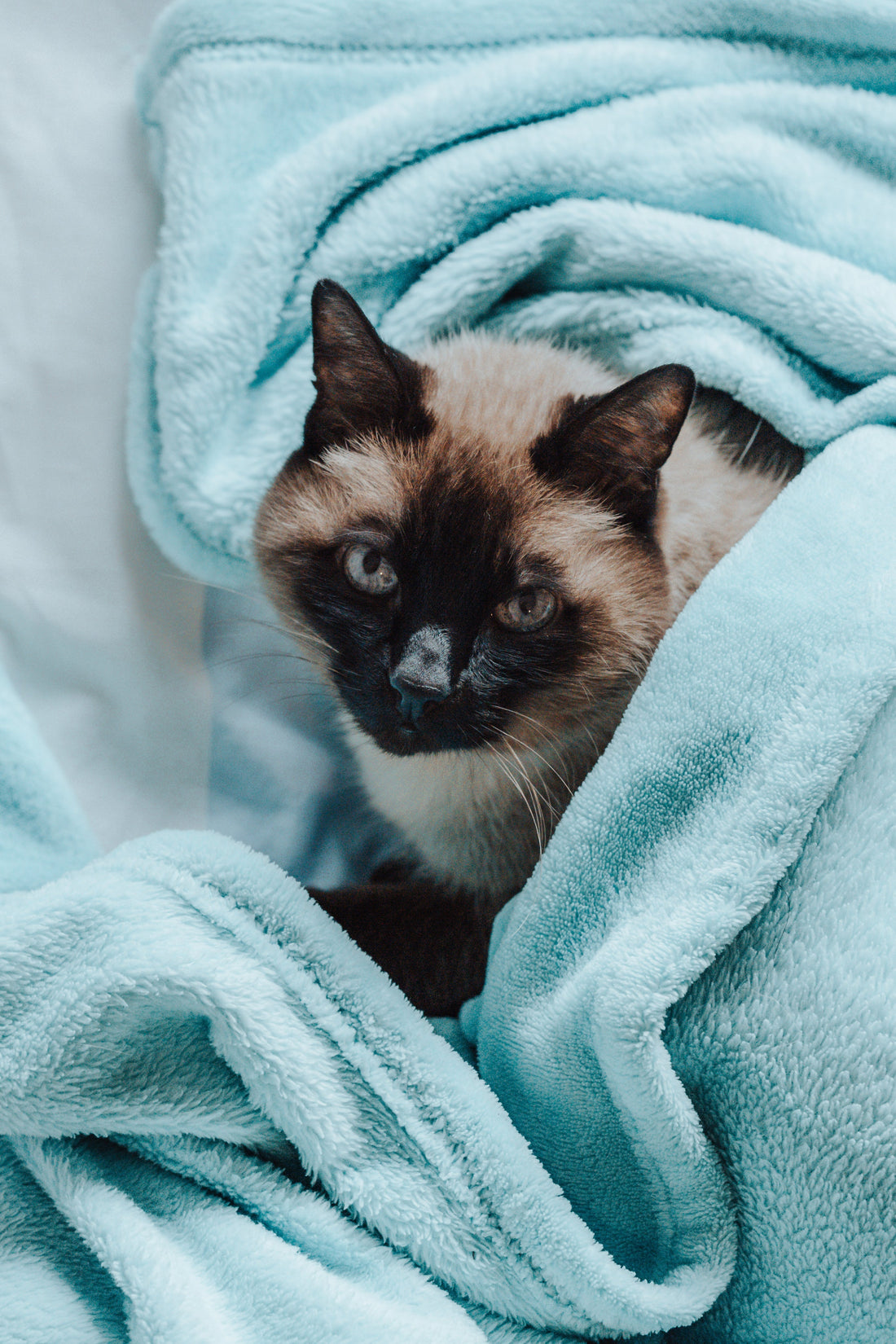 Une routine beauté pour votre animal